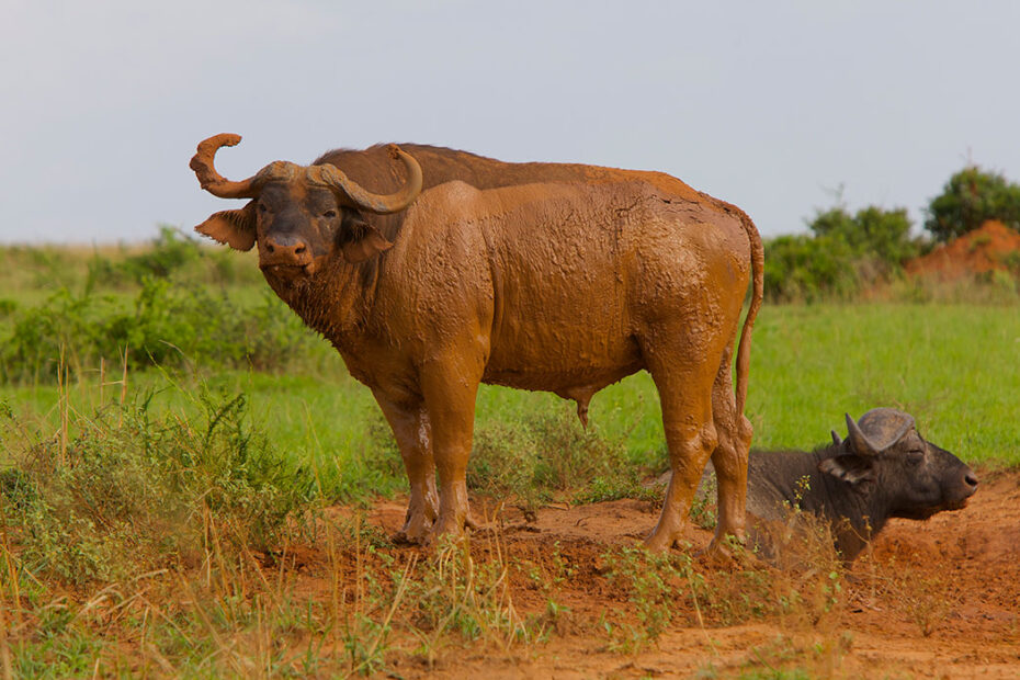 Uganda Gorilla Trekking and Big Five Safari: 7 Unforgettable Experiences Uganda Gorilla Trekking and Big Five Safari: 7 Unforgettable Experiences