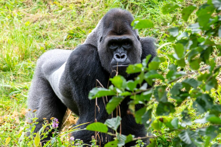Gorilla Trekking Safety: Understanding Gorilla Behavior in 2 Countries- Rwanda and Uganda Gorilla Trekking Safety: Understanding Gorilla Behavior in 2 Countries- Rwanda and Uganda