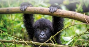  7 day Uganda gorilla chimpanzee safari in Bwindi Impenetrable National Park