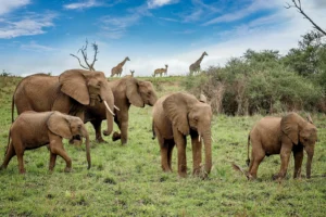 Best Uganda Safari Deals 2026