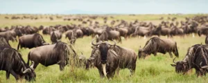 Uganda vs Kenya for Safari: How Rwanda Compares (And Why Uganda Wins for First-Timers)