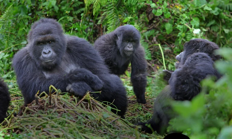 Gorilla Permit Cancellation Policy: Refunds, Rescheduling and Transfers Mountain gorilla family resting in the forest of Bwindi Impenetrable National Park