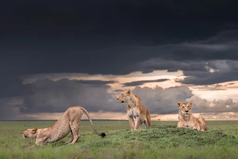 Uganda vs Kenya for Safari: How Rwanda Compares (And Why Uganda Wins for First-Timers)