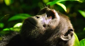 Why Every Traveler Needs a Primate Safari Experience: The Journey That Will enhance Your experience Why Every Traveler Needs a Primate Safari Experience: The Journey That Will enhance Your experience