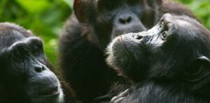Chimpanzee Civil War