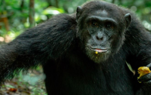 Chimpanzee Trekking Kibale