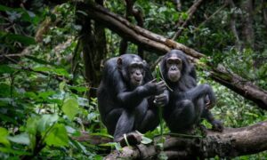 Kibale Forest Chimp Permit Cancellation Policy: The Ultimate Transfer & Rescheduling Guide Kibale Forest Chimp Permit Cancellation Policy