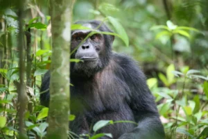 chimpanzee trekking Kibale permits
