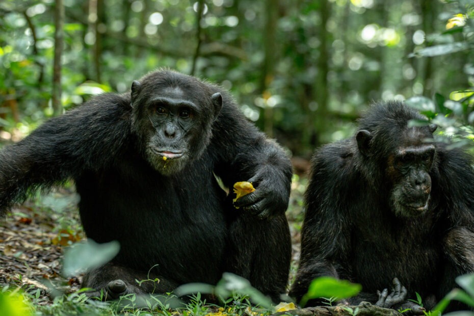 Private Chimpanzee Trekking Permits: Ultimate Guide to Kibale Forest, booking, access and costs (2026) Private Chimpanzee Trekking Permits
