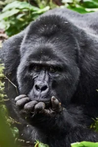 Gorilla Habituation Experience vs Gorilla Trekking
