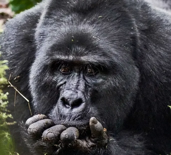 Private mountain gorilla permit in Uganda