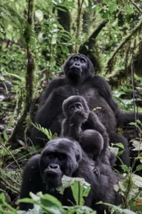 Private Mountain Gorilla Permits in Uganda