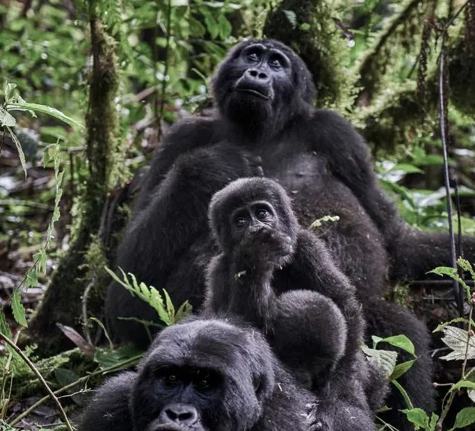 Is Gorilla Trekking Safe in Rwanda and Uganda? Private Mountain Gorilla Permits in Uganda