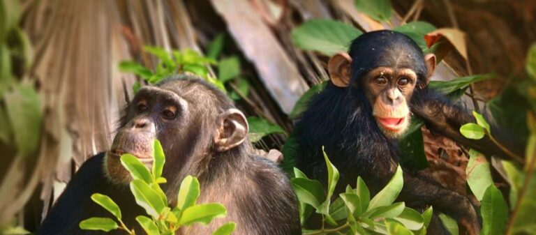 Chimpanzees in Uganda: Facts, Behavior and Where to See Them Adult and young chimpanzees together in a Ugandan forest