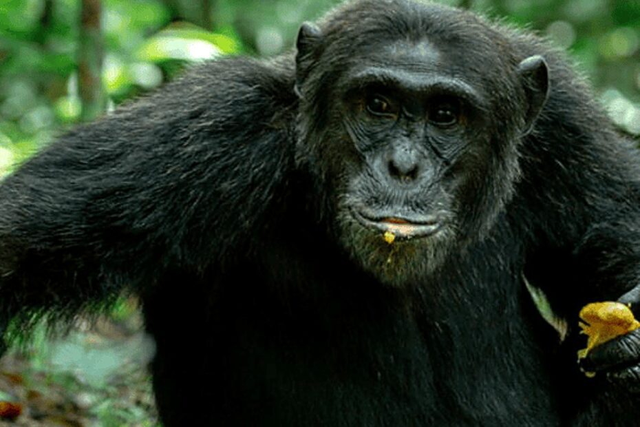 Book Your Chimpanzee Trekking Kibale Permit: Prices and Best Times Chimpanzee trekking Kibale permit: a wild chimpanzee eating fruit in Kibale Forest