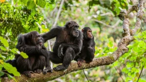Chimpanzee trekking safari