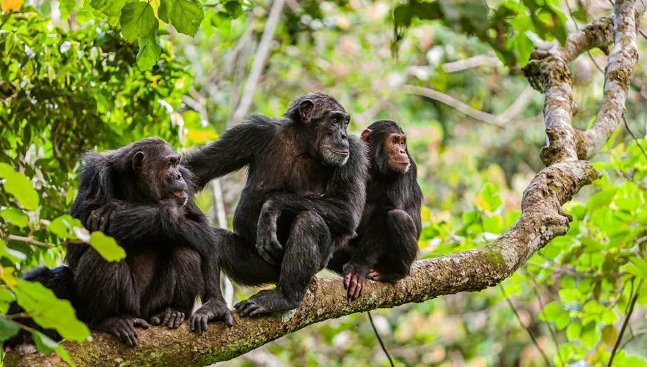 Book Your Chimpanzee Trekking Kibale Permit: Prices and Best Times Chimpanzee trekking in Kibale Forest, Uganda