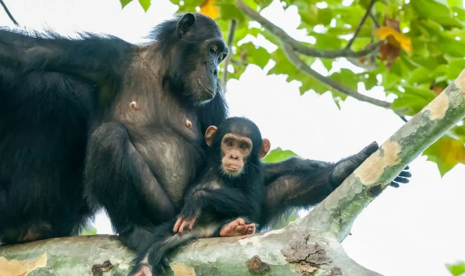 Book Your Chimpanzee Trekking Kibale Permit: Prices and Best Times Chimpanzee Habituation Experience in Kibale National Park