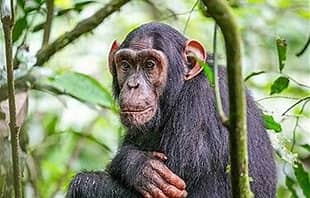 Book Your Chimpanzee Trekking Kibale Permit: Prices and Best Times Chimpanzee seen on a trek in Kibale Forest