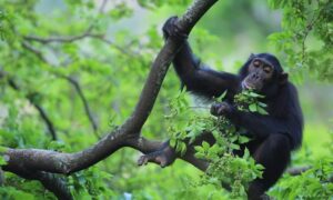 Kibale Forest Chimp Permit Cancellation Policy: The Ultimate Transfer & Rescheduling Guide Chimpanzee in Kibale Forest National Park