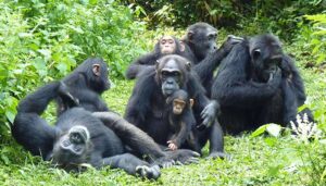 Kibale Forest Chimp Permit Cancellation Policy