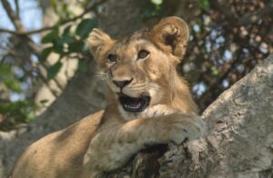 7 Best Uganda Safari Packages