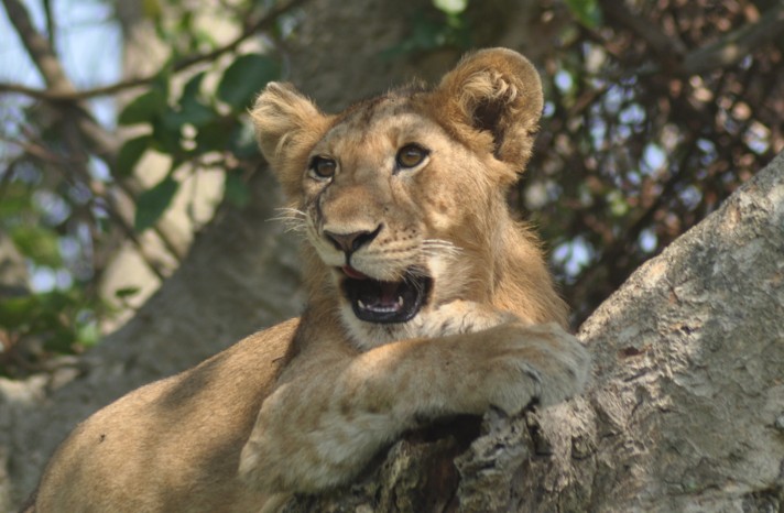Tree Climbing Lions of Ishasha: The Complete Guid! 7 Best Uganda Safari Packages