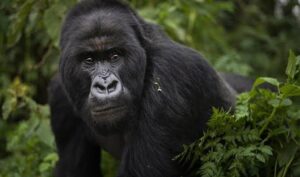 Uganda adventure safari