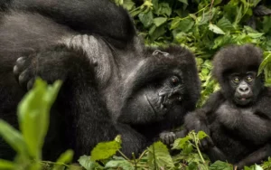 Uganda vs Kenya for safari
