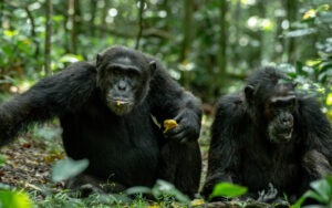 book chimpanzee trekking Kibale permit