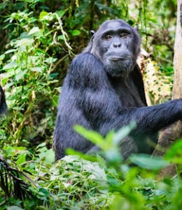 Private Chimpanzee Trekking Permits