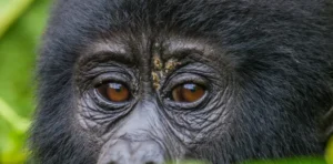 Is Gorilla Trekking Safe During the Ebola Outbreak