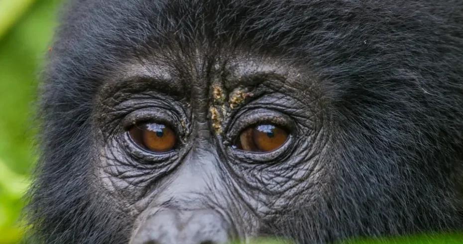 Gorilla Trekking Africa: The Complete Guide to Seeing Mountain Gorillas in the Wild (2026) Gorilla Trekking Africa: The Complete Guide to Seeing Mountain Gorillas in the Wild (2026)