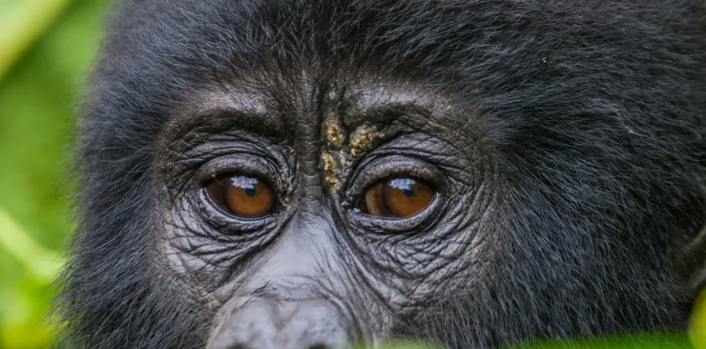 Rwanda Gorilla Trekking: The Complete Guide to Permits, Costs and Tours 2 Day Gorilla Tour Uganda via Kigali, Rwanda