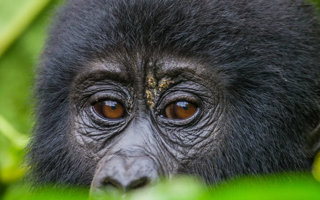 2-Day-Gorilla-Trekking-Uganda-Tour-Via-Kigali-Rwanda About Us