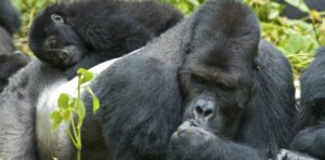 Gorilla Trekking Africa