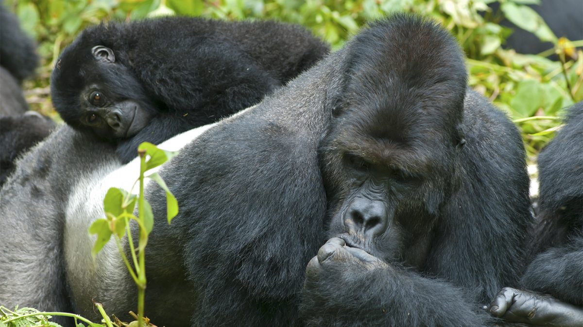 10 Reasons a Gorilla Trekking Adventure Is Africa's Most Unforgettable Experience 10 Reasons a Gorilla Trekking Adventure Is Africa's Most Unforgettable Experience