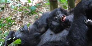 Uganda National Parks Safe During Ebola: A Complete Guide for Safari Travellers