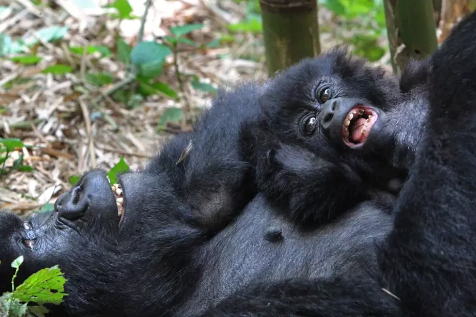 Why Is Gorilla Trekking So Expensive? The Honest Answer for 2026 Why Is Gorilla Trekking So Expensive? The Honest Answer for 2026