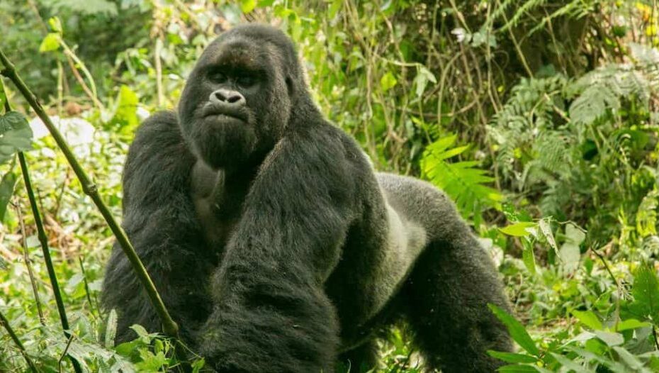 East Africa Safari Cancellations 2026: Why Smart Travellers Are Booking Uganda & Rwanda Right Now 6-Day Luxury Rwanda and Uganda Gorilla Tour