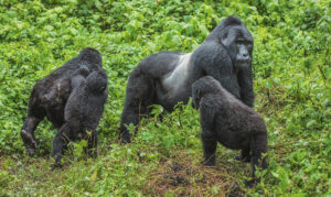 Uganda National Parks Safe During Ebola: A Complete Guide for Safari Travellers
