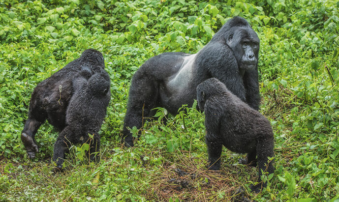 Is Gorilla Trekking Safe During the Ebola Outbreak? Uganda & Rwanda 2026 Is Gorilla Trekking Safe During the Ebola Outbreak? Uganda & Rwanda 2026
