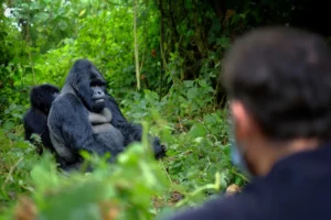 East Africa Safari Cancellations 2026: Why Smart Travellers Are Booking Uganda & Rwanda Right Now