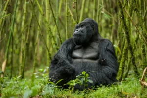 East Africa safari cancellations 2026