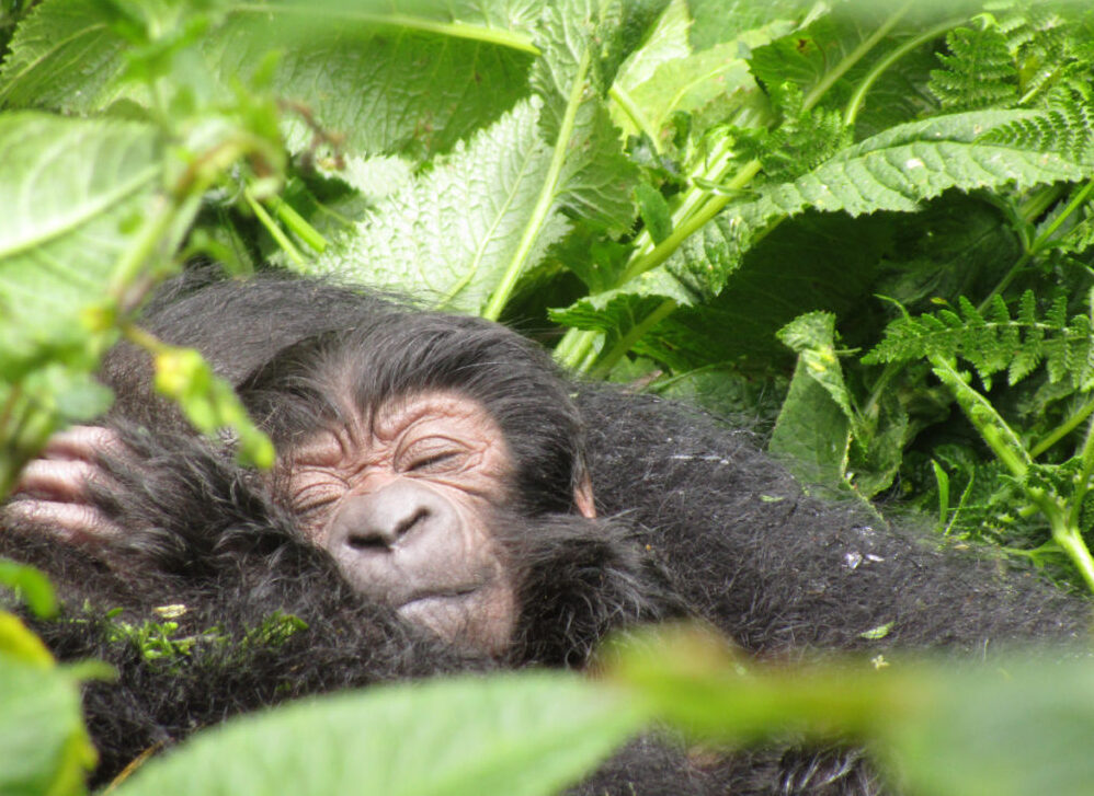 World Gorilla Day: Why September 24 Matters for Uganda's Mountain Gorillas Rwanda Gorilla and Dian Fossey Safari