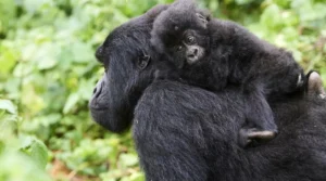 Why Is Gorilla Trekking So Expensive