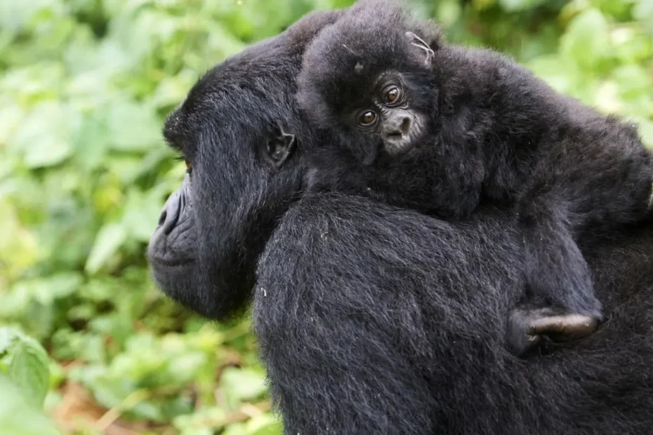Gorilla Safaris in Uganda vs Rwanda: Which Should You Choose in 2026? Gorilla Safaris in Uganda vs Rwanda: Which Should You Choose in 2026?