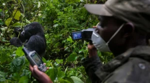 Gorilla Trekking Bwindi