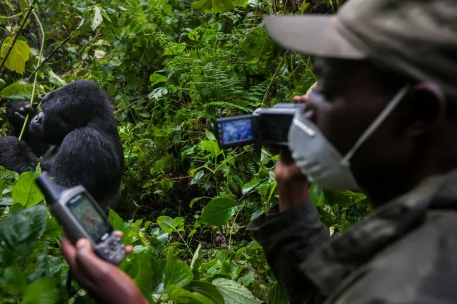 Uganda gorilla trekking and Egypt pyramids: An Unforgettable African Adventure 2026 Uganda gorilla trekking and Egypt pyramids: An Unforgettable African Adventure 2026