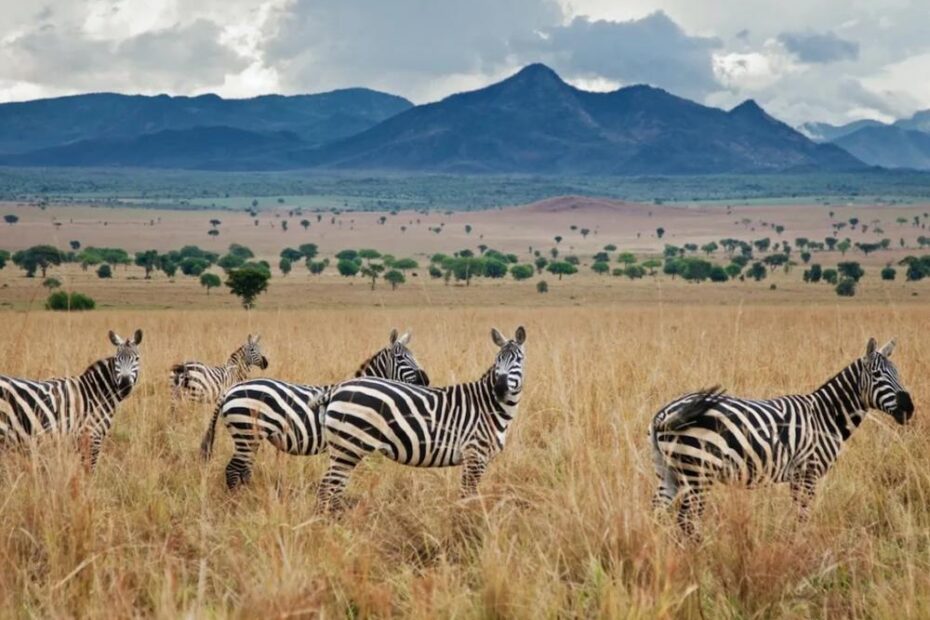Zebras in Kidepo Valley National Park, open to safari visitors after Ebola in Uganda was declared over